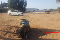 camel1