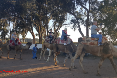 camel3