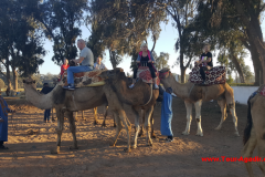 camel4