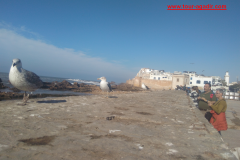 essaouira-1