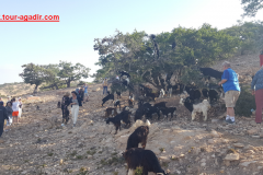 goat-on-the-tree-1