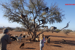 goat-1