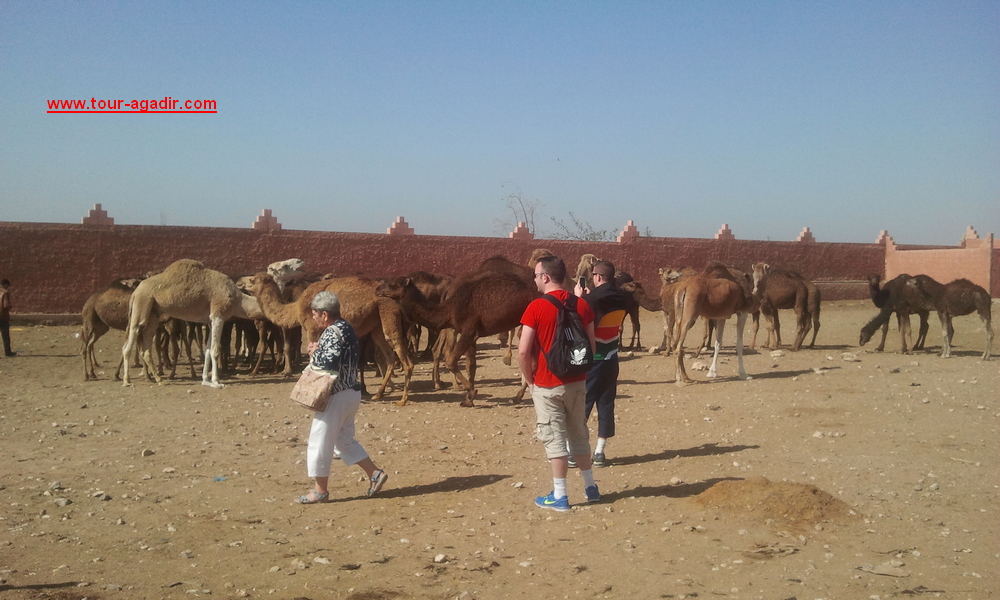 camel-market