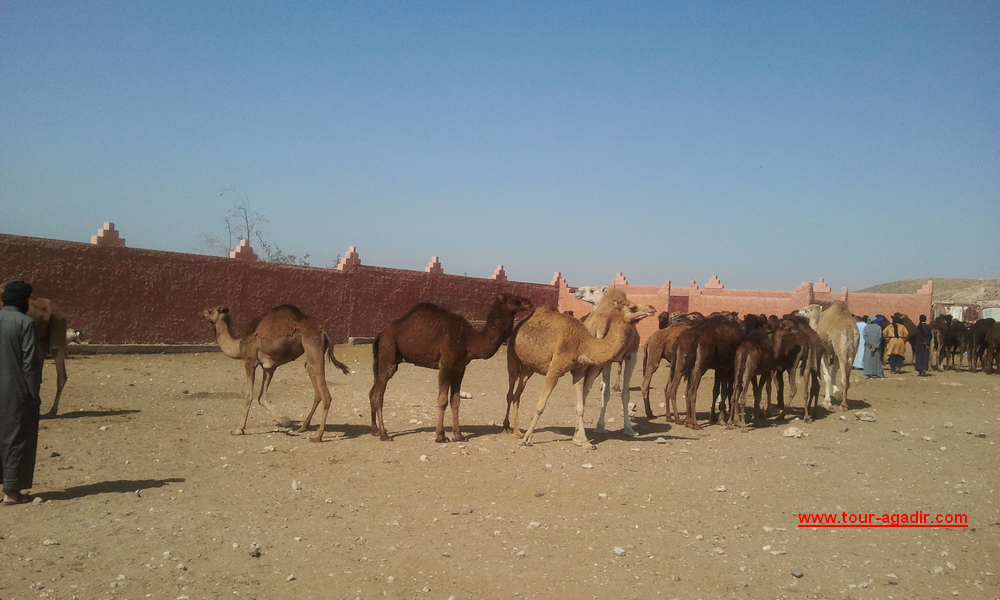 camel-market1