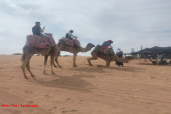 camel-agadir