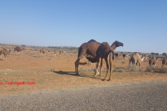 camel2-1