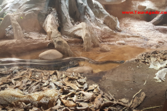 crocopark1