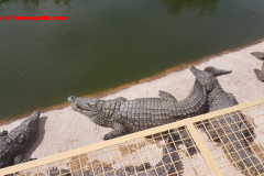 crocopark4