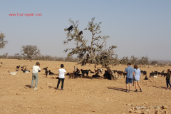 taroudant3