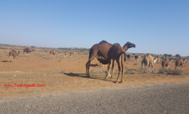 desert trip from agadir port