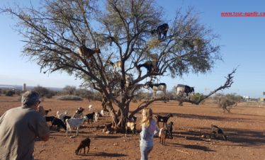 shore excursion to taroudant