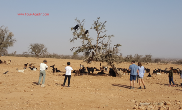 taroudant trip from agadir