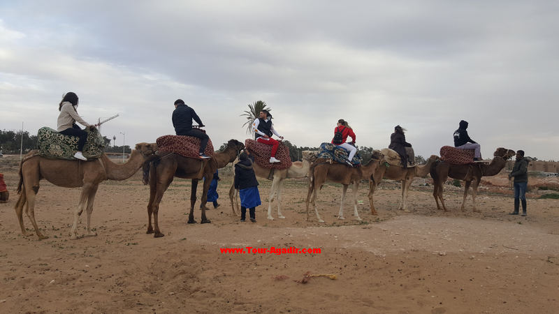 balade dromadaire à Agadir