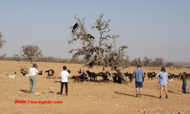 excursions à agadir