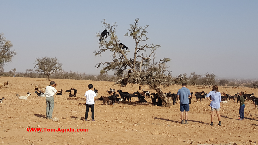excursions à agadir