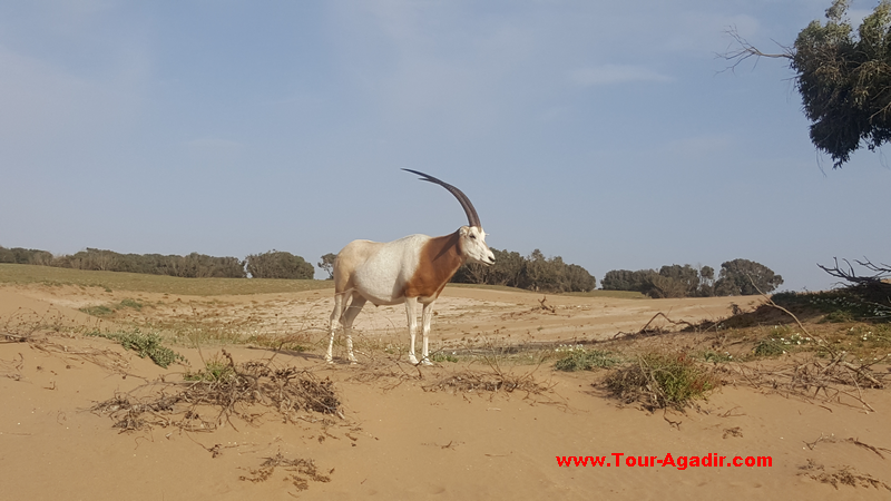 petit désert et parc animalier d'Agadir