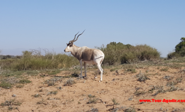 visite parc national d'agadir