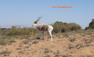 Agadir small desert and national park