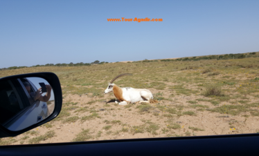 visit Agadir national park